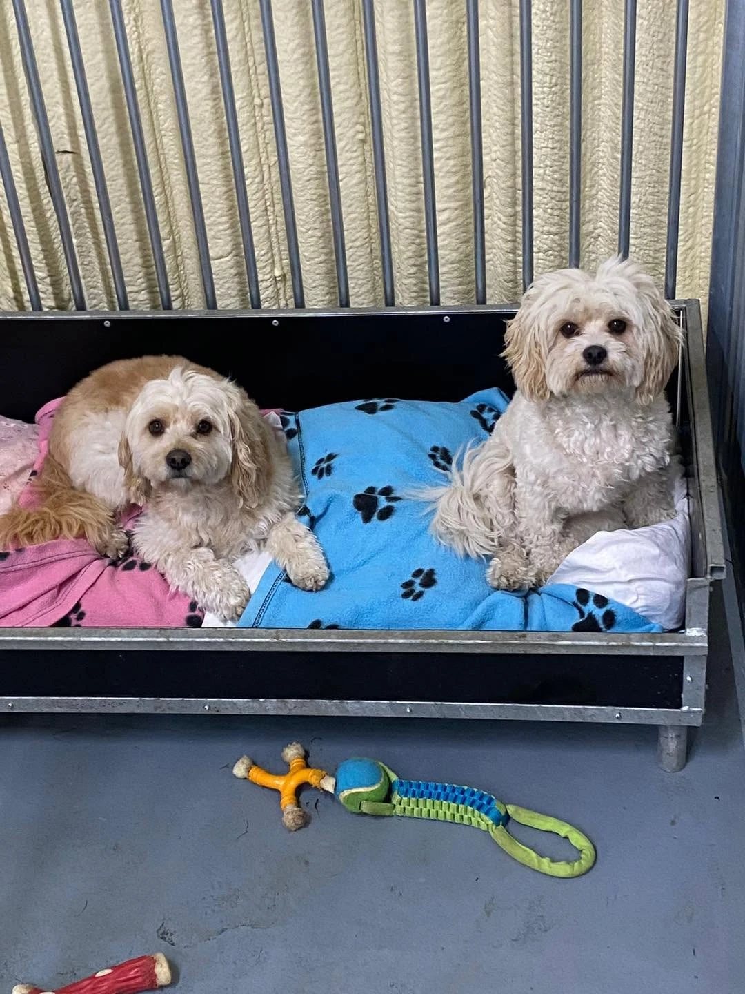 Two small dogs relaxing in a raised kennel bed with paw-print blankets