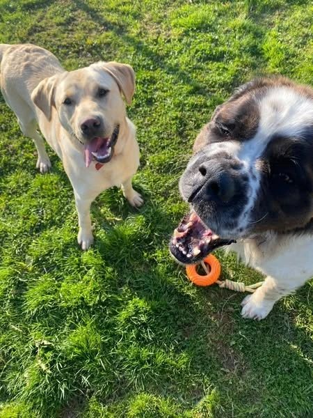 A Labrador and a Saint Bernard playing with an orange toy on the grass